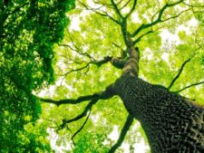 Pension insolvency - pension and ERA services insolvency UK - Clumber Consultancy
